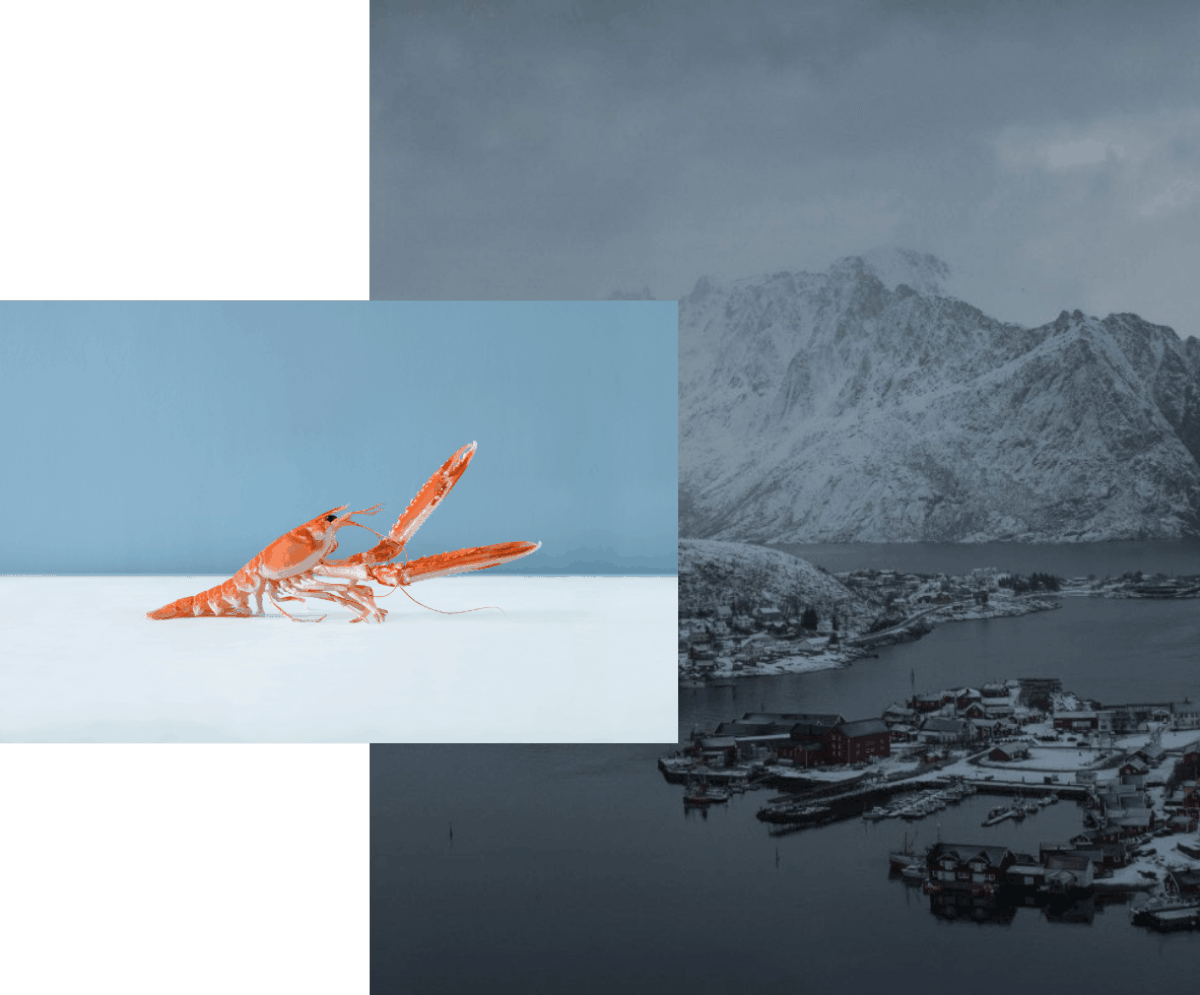 bilde av reke oppå bilde av fjell